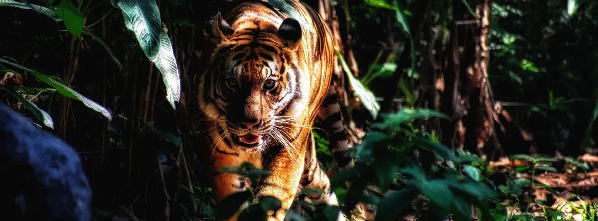 Tiger prowling through the jungle