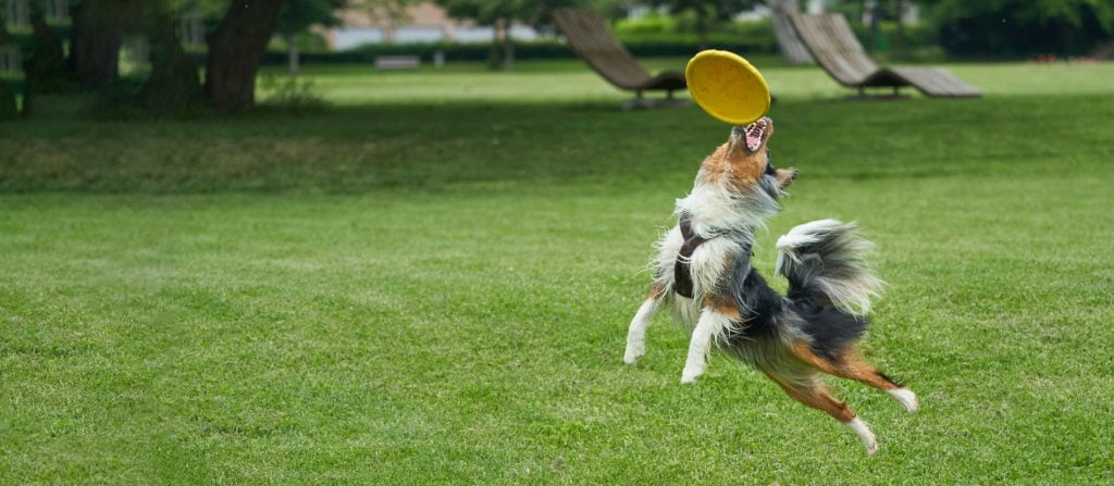 Dog jumping to catch a frisbee on a webpage about a workshop for people who manage their own time and workload called Working with Ease: Freedom from business busy-ness