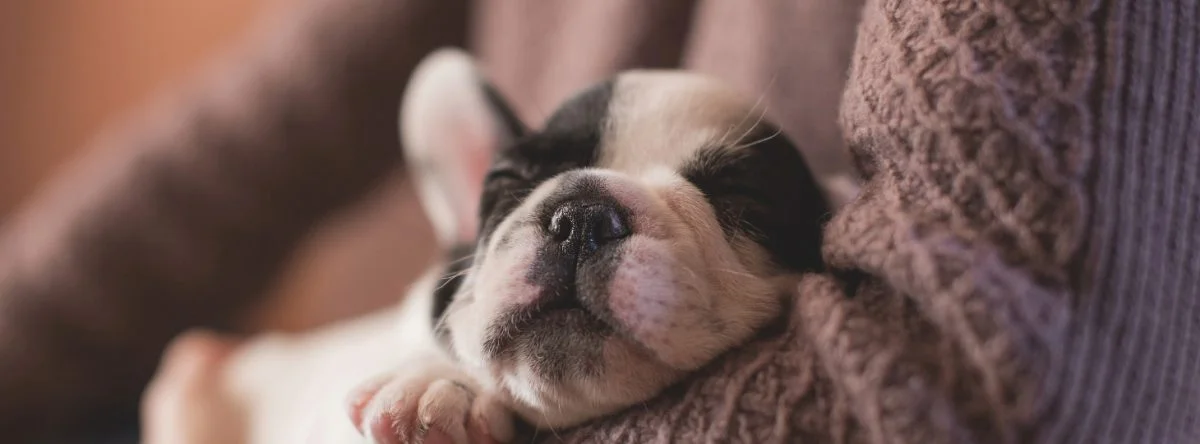 A young puppy nestles in a woman's arms