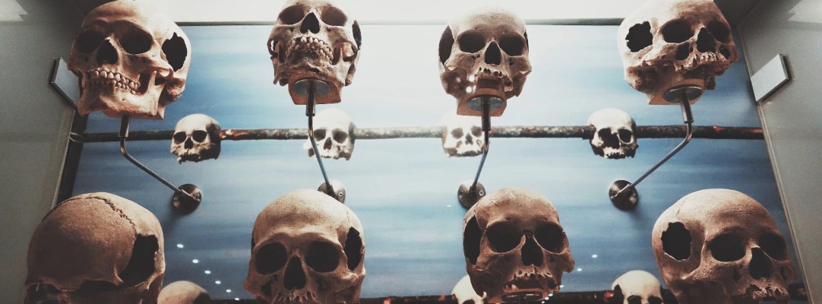 Wall of mounted skulls, as in a museum